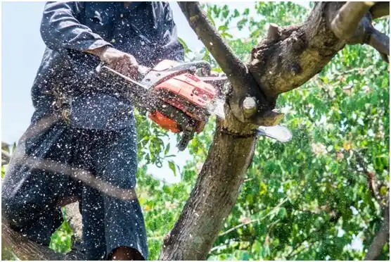 tree services Abernathy